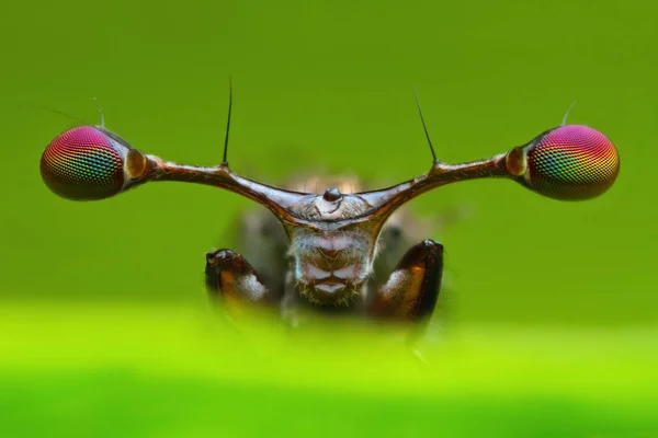 Vooraanzicht extreme vergrote Details van stalken eyed vliegen in de natuur groene blad achtergrond in de natuur — Stockfoto