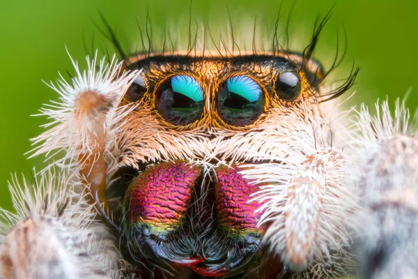 Vista frontal de la cabeza y los ojos de araña saltarina magnificada extrema con fondo de hoja verde — Foto de Stock