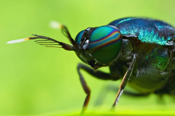 Extrem vergrößerte Soldatenfliege Kopf und Augen — Stockfoto