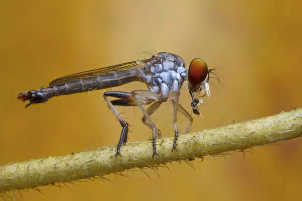 Ladrão voar e presa na natureza — Fotografia de Stock