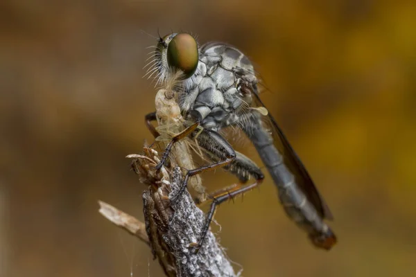 Loupežní moucha a kořist — Stock fotografie