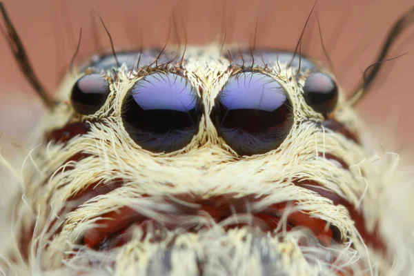 Extremo magnificado salto araña cabeza y ojos — Foto de Stock