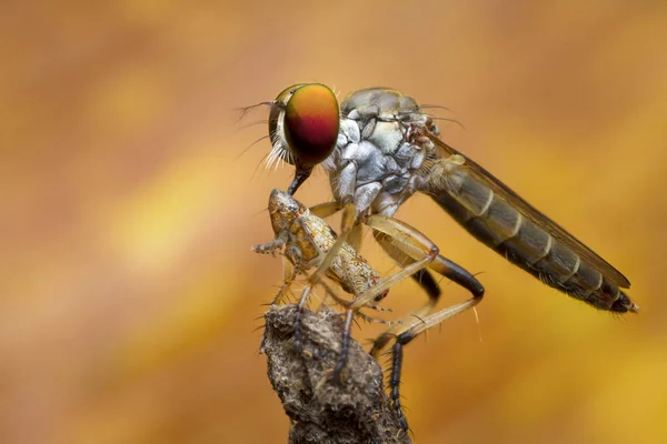 Rabuś mucha i zdobycz w przyrodzie — Zdjęcie stockowe