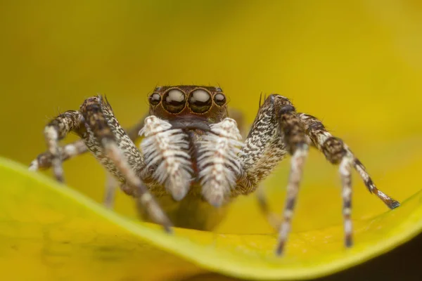 Прыгающий паук на жёлтом листе — стоковое фото