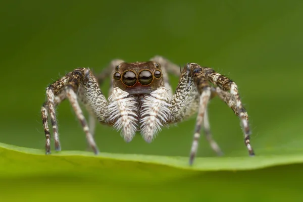 Salto de araña en la hoja verde en la naturaleza — Foto de Stock