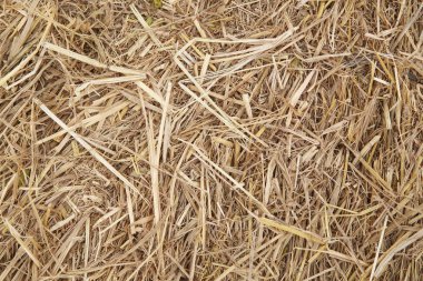 Tarım arka plan için kullanarak kuru sarı saman