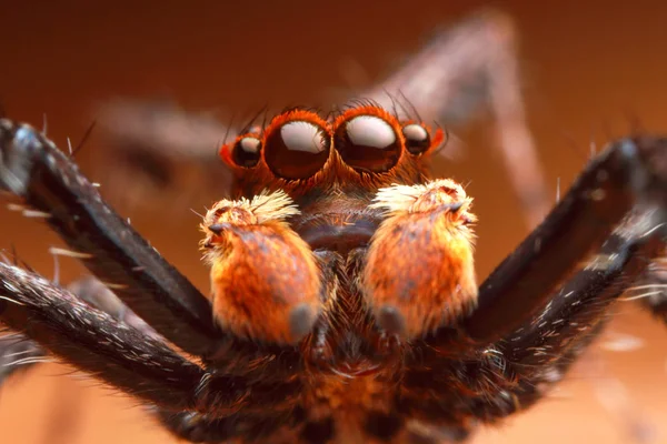 front view of extreme magnified jumping spider head and eyes with orange leaf background