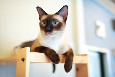 mavi gözleri ile Tay sevimli kedi yakın