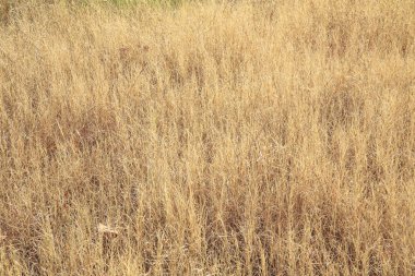 Kuru çimen sarı alan arka plan