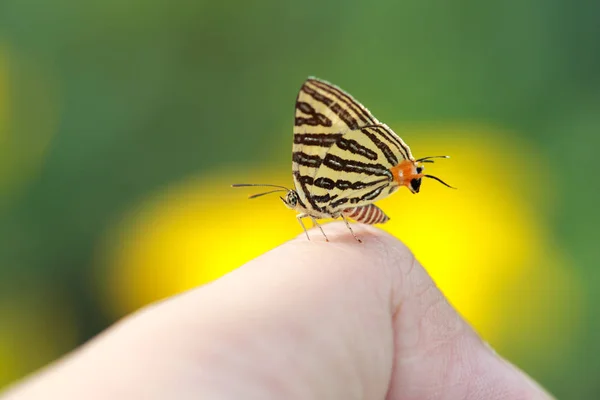 Макроизображение красивой бабочки на пальце человека с желтым и зеленым фоном в природе — стоковое фото