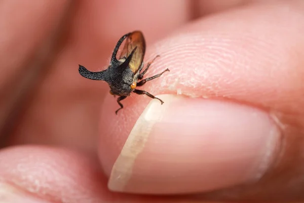 Makrobild der Pflanzenlaus am menschlichen Finger mit gelbem und grünem Hintergrund in der Natur — Stockfoto