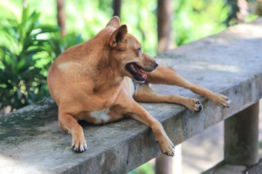 köpek yalan ve uzakta bakıyor