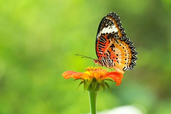 Macro imagem da bela borboleta alimentando-se de flor de laranja e fundo verde na natureza — Fotografia de Stock