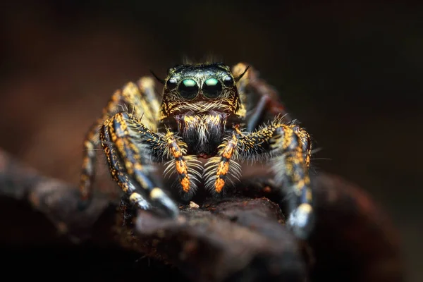 front view portrait with extreme magnified details of colorful jumping spider with brown leaf background