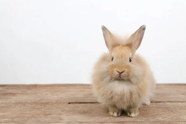 Cute brown easter bunny rabbit on wood and white background — Stock Photo, Image