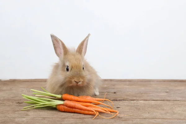 Schattig bruin Easter Bunny Rabbit op hout met wortelen en witte achtergrond — Stockfoto