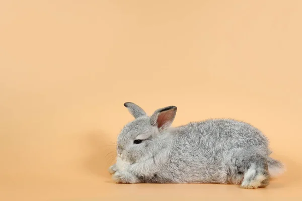 Niedliches kleines graues Kaninchen liegt auf dem orangen Szenenhintergrund — Stockfoto