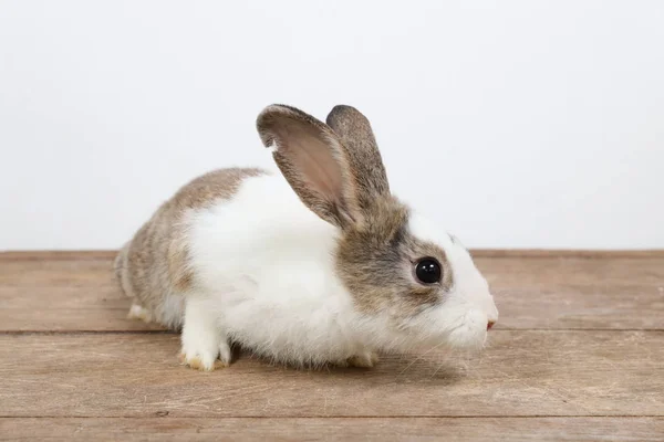 Niedlichen weißen und braunen Osterhasen auf Holz und weißem Hintergrund — Stockfoto