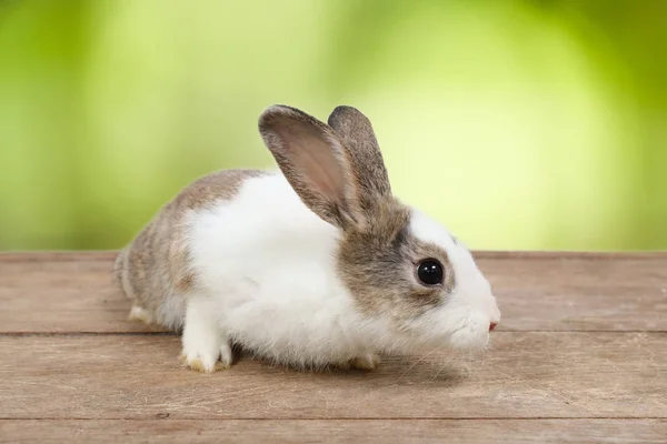 Cute white and brown easter bunny rabbit on wood and green nature background — Stock Photo, Image