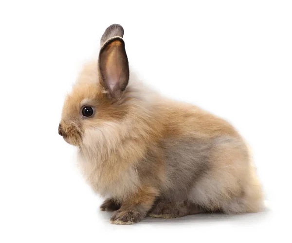 侧视图一个婴儿红色或棕色兔子在孤立的和白色背景在工作室照明 — 图库照片