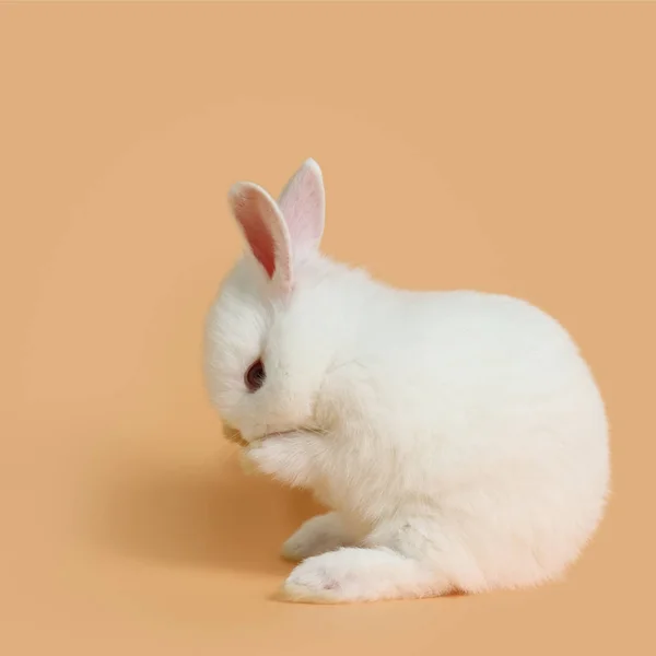 Bebé y lindo conejo blanco sobre fondo naranja —  Fotos de Stock