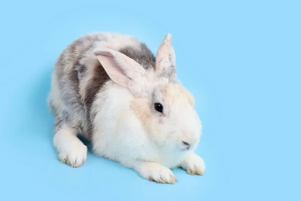 Junge niedliche schwarz-weiße Osterhasen auf blauem Hintergrund und rechts Kopierraum — Stockfoto