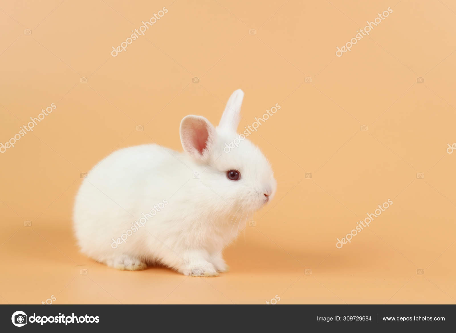 cute white bunny