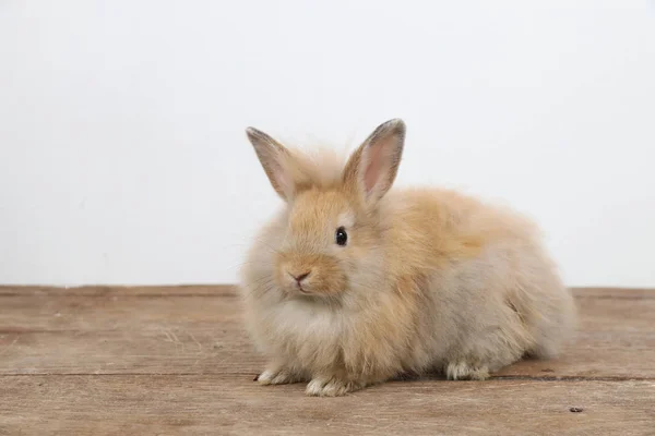 Schattig bruin Easter Bunny Rabbit op hout en witte achtergrond — Stockfoto