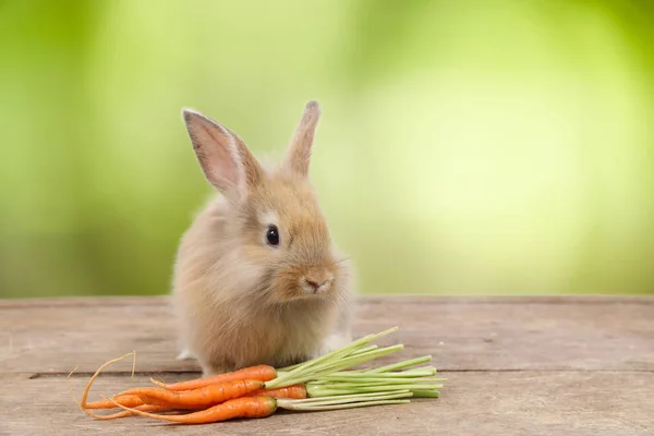 Schattig bruin Easter Bunny Rabbit op hout met wortelen en groen verlaat achtergrond — Stockfoto