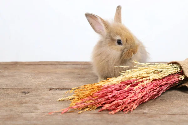 Junge niedliche braune Osterhasen mit buntem Gras auf Holz und weißem Hintergrund — Stockfoto