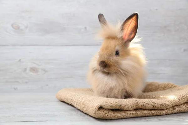 Cute brown easter bunny rabbit on sackcloth with wood background and left copy space — Stock Photo, Image