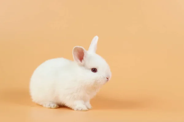 Baby und niedliche weiße Kaninchen auf orangefarbenem Hintergrund — Stockfoto