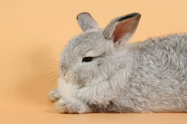 Close up sleepy one baby grey bunny rabbit lying on orange background in studio lighting — Stock Photo, Image