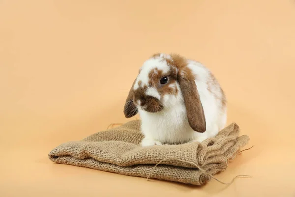 Lindo conejo de Pascua marrón y blanco en tela de saco con fondo naranja — Foto de Stock