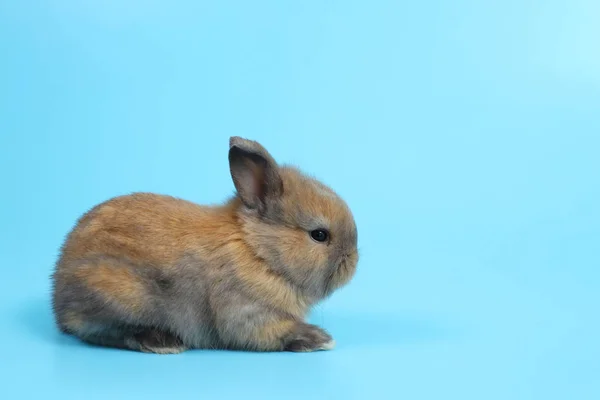 年轻的可爱的棕色复活节兔子兔子在蓝色背景 — 图库照片