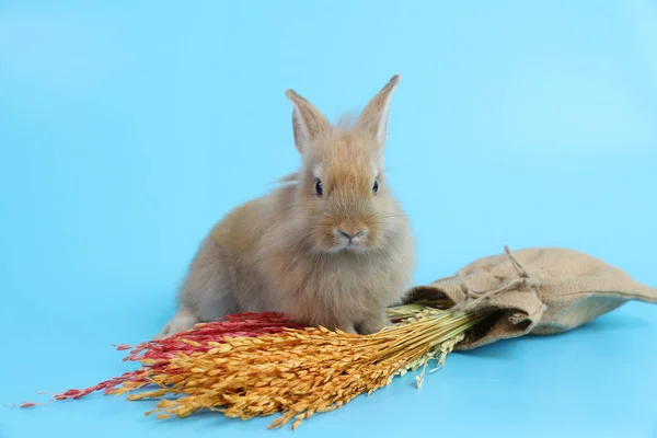 Mavi arka plan üzerinde renkli çim ile genç sevimli kahverengi paskalya tavşan tavşan — Stok fotoğraf