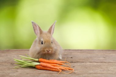 havuç ve yeşil arka plan bırakmak ile ahşap sevimli kahverengi paskalya tavşan tavşan