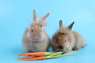 Mavi arka planda havuçlu iki sevimli kahverengi Paskalya tavşanı. 