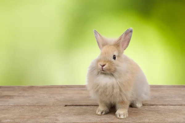 Cute brown easter bunny rabbit on wood and white background — Stock Photo, Image