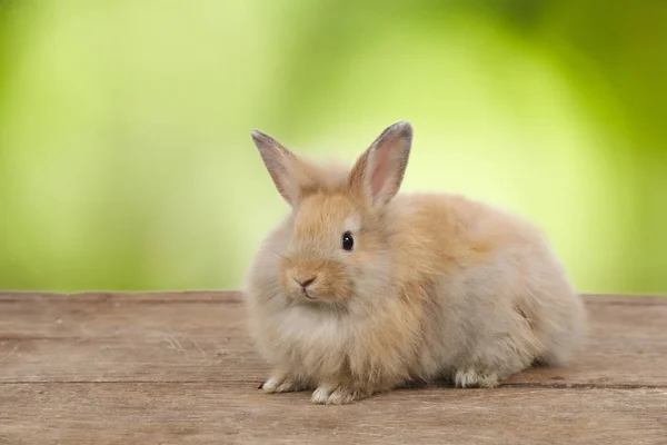 Cute brown easter bunny rabbit on wood and green nature background — Stock Photo, Image