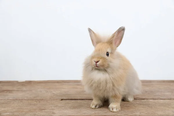 Cute brown easter bunny rabbit on wood and white background — Stock Photo, Image