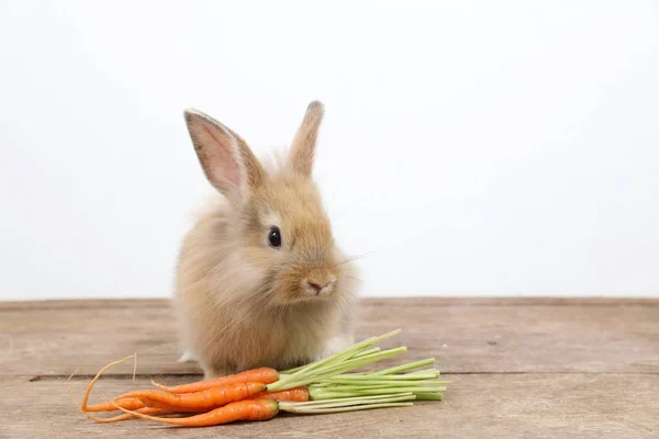 Cute brown easter bunny rabbit on wood with carrots and white background — Stock Photo, Image