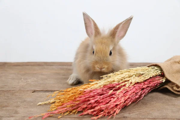 Vorderseite ein rotes Kaninchen auf Holz mit buntem Gras und weißem Hintergrund im Studio — Stockfoto