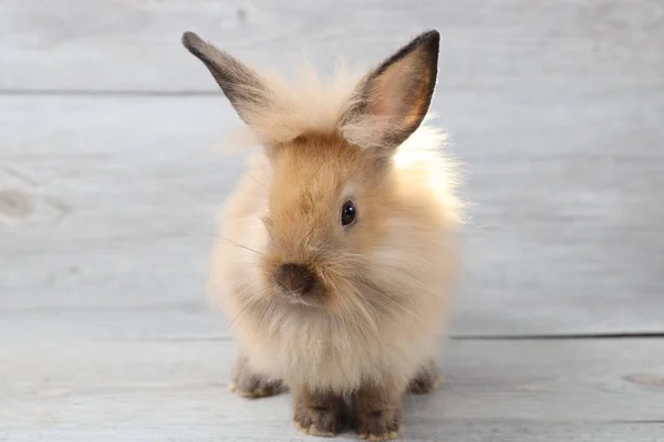 Mooie bruine Bunny Rabbit op houten achtergrond — Stockfoto