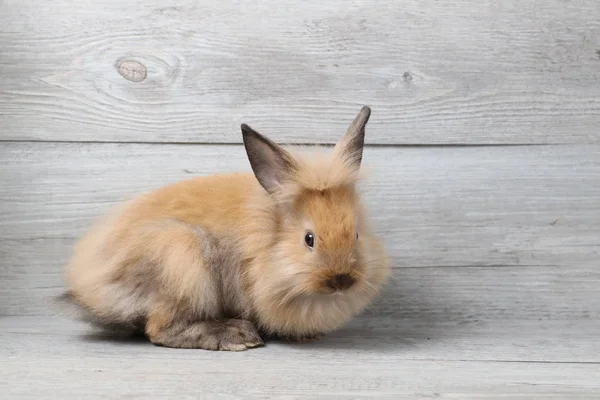 Beautiful brown bunny rabbit on wood background — Stock Photo, Image