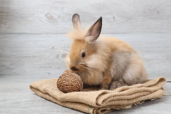 Side view one baby red or brown bunny rabbit on sackcloth with wood background in studio lighting — Stock Photo, Image