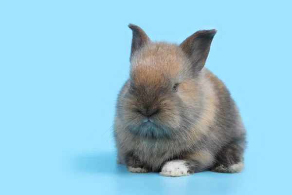 Junge niedliche braune Osterhasen auf blauem Hintergrund und links Kopierraum — Stockfoto