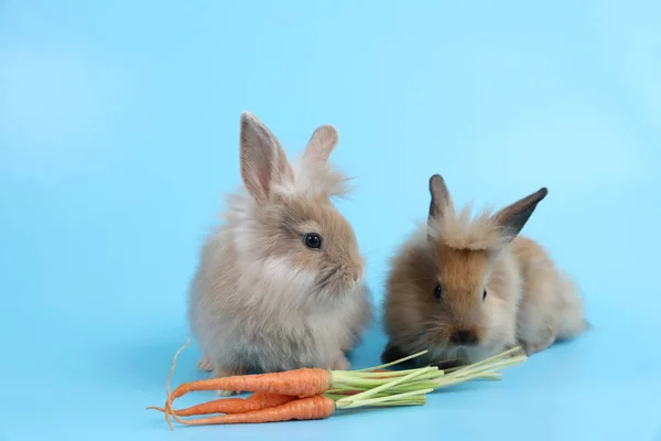 两只可爱的棕色小兔子，吃着蓝色背景的胡萝卜 — 图库照片