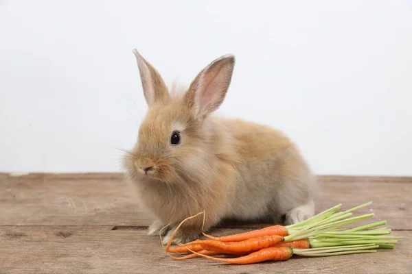 Schattig bruin Easter Bunny Rabbit op hout met wortelen en witte achtergrond — Stockfoto