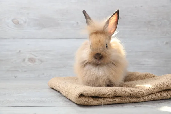 Cute baby brown easter bunny rabbit on sackcloth with wood background with lighting effect — Stock Photo, Image